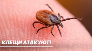 Боррелиозные клещи атакуют жителей Москвы и Подмосковья. Что делать?