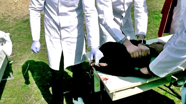 Ампутация хвоста у ягненка. Teil amputation in sheep. Docent A.D. Stepanov, ПДАТУ смотреть онлайн