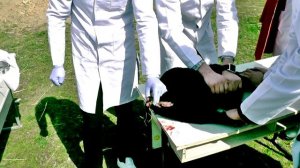 Ампутация хвоста у ягненка. Teil amputation in sheep. Docent A.D. Stepanov, ПДАТУ