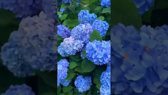 #hydrangeaflower #гортензия #hortensia #садгортензий #flower #garden #сад #macrophylla #hydrangea