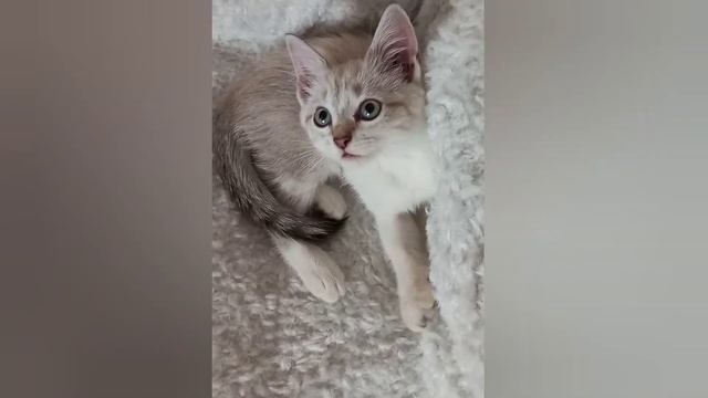 Эмоции котёнка Таи смотреть онлайн