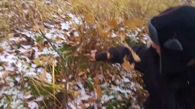 Z kamerzystą na grzybach w parku 16.11.2016 Jaworzno :p смотреть онлайн