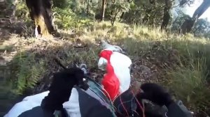 Орел против парапланериста