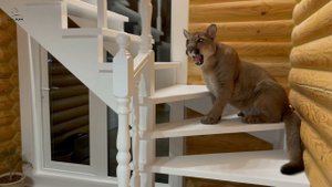 Месси один дома весь день! Котик очень соскучился!