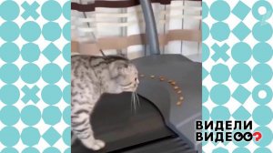 Кошка на беговой дорожке. Видели видео? Фрагмент выпуска от 11.10.2020