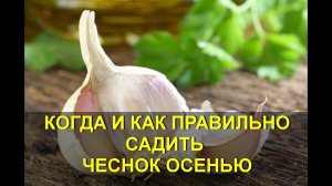 КОГДА САДИТЬ ЗИМНИЙ ЧЕСНОК И КАК ПРАВИЛЬНО?  когда обрывать стрелки у зимнего чеснока