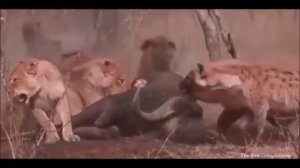 Подлые гиены.