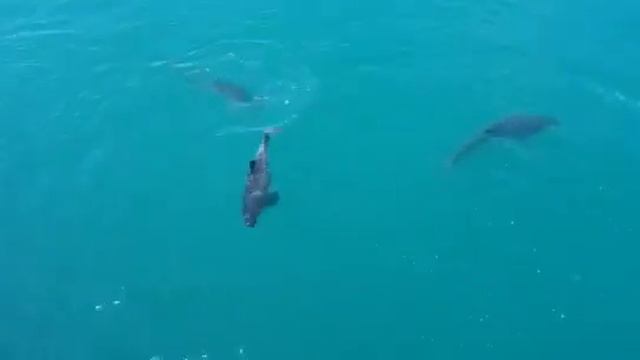 Дельфины на карантине скучают )) ГЕЛЕНДЖИК!!! смотреть онлайн