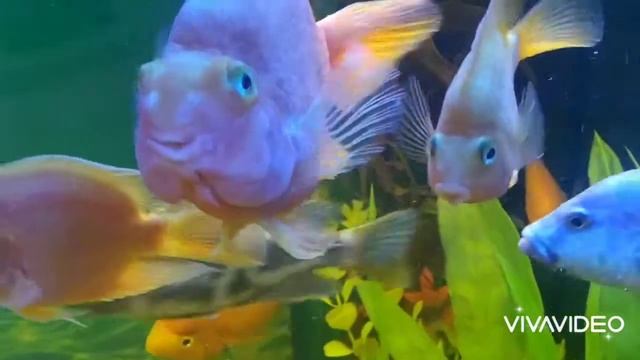 Аквариум. Аквариумные рыбки  псевдотрофеусы и попугаи. Релакс под музыку. Акварелакс. Аквапауза смотреть онлайн