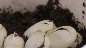 Amur rat snakes hatching out / Вылупление амурских полозов (2021)