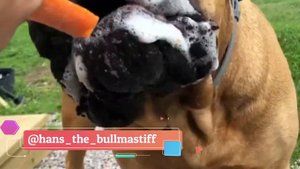 Boerboel vs Bullmastiff Comparison