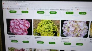 ГДЕ КУПИТЬ ГОРТЕНЗИИ? НОВЫЕ  для меня САДОВЫЕ ИНТЕРНЕТ-МАГАЗИНЫ.  #гортензии #сад #интернет_магазин