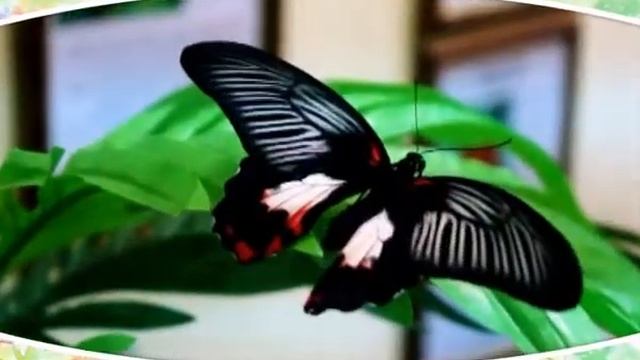 реклама выставки бабочек Настенька ролик №1 смотреть онлайн