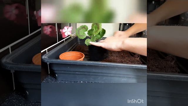 Potting on a pink geranium. смотреть онлайн