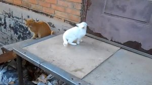 форд гранада.