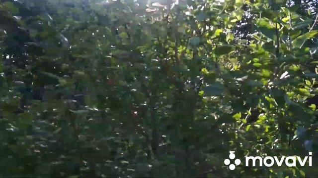 яблоня слава победителям хороший сорт для домашнего сада смотреть онлайн