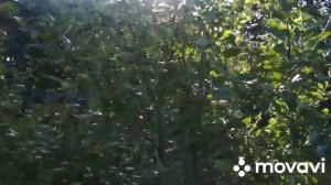 яблоня слава победителям хороший сорт для домашнего сада