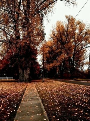 С добрым вечером! Пожелание доброго вечера! Музыкальная открытка!