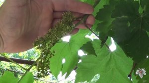 Как определить начало цветения столовых сортов винограда?