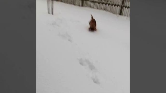 MiniVlog: Дача. Каникулы. смотреть онлайн