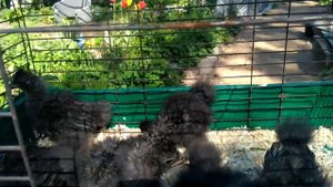 Китайские Шёлковые цыплята кукушечного окраса!Шелкам 1 месяц.Детки первый раз на улице!