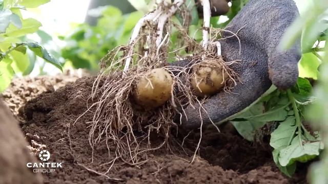 Хранение - залог успеха - картофель