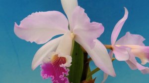 Cattleya mendelii `Ana'   (orchid)