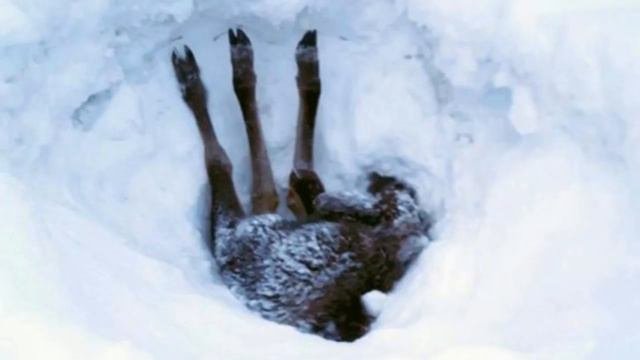 ТРИ НОГИ ТОРЧАЛИ ИЗ СУГРОБА.УДИВИТЕЛЬНАЯ ИСТОРИЯ #СПАСЕНИЕЖИВОТНЫХ