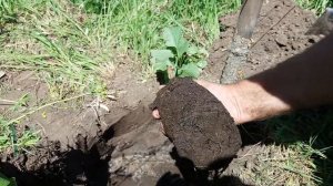 Посадка саженца винограда из контейнера/ посадка саженцев винограда
