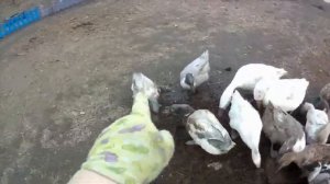 Рассказик про уток , что да как !!!! Как отличить кряка от утки.