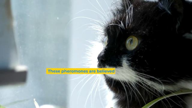 The Transmutative Nature of Cats #cats #catlover #spirituality