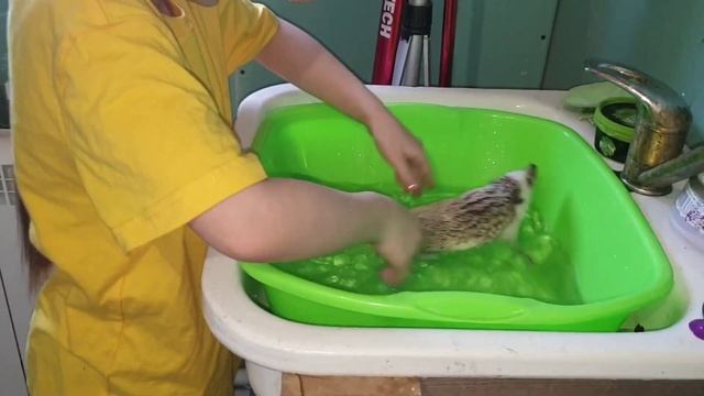 КУПАЕМ АФРИКАНСКОГО ЁЖИКА/BATHING AN AFRICAN HEDGEHOG смотреть онлайн