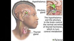 Autoimmune Diseases Types Symptoms Causes and More