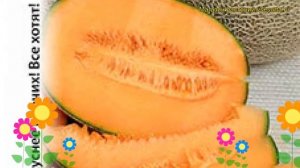 Дыня Барыня F1 (Дыня). Краткий обзор, описание характеристик, где купить семена cucumis melo