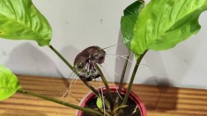 Bat-flower/ Tacca Chantrieri Plant Care