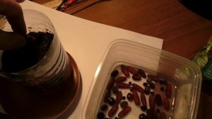 Выращиваем пальмы из семян 1часть.ТрахикарпусФиникХамеропсВашингтонияБутия.