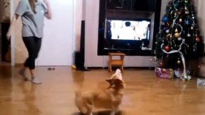 Вельш корги пемброк играет с шариком