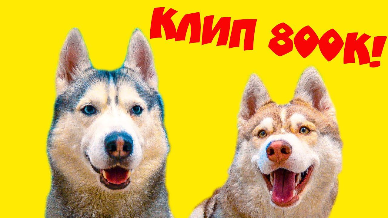 Хаски бублик песня бублика Хаски бублик песня бублика