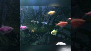 Как выглядит самка гуппи после родов (малькам гуппи пару часов)