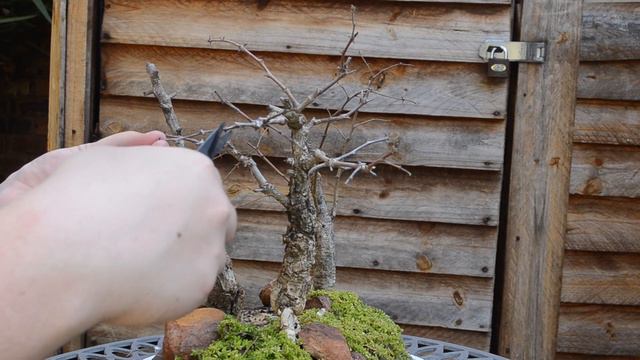 Pruning Acacia Bonsai Trees Pt 2 - Black Monkey Thorns смотреть онлайн