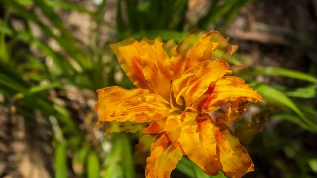 Какая жена получилась из школьницы смотреть онлайн