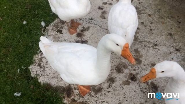 Определяем пол гусей/100%метод смотреть онлайн