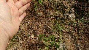 Надо ли заглублять томаты при посадке?Посадка томатов ,,лёжа,,. Часть 1