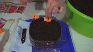 Простой и быстрый способ посеять томаты. Как посадить помидоры своими руками на рассаду в марте.