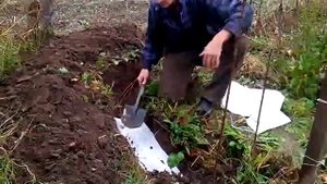 Укрываем виноград на зиму