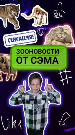 ЗооНовости от Сэма