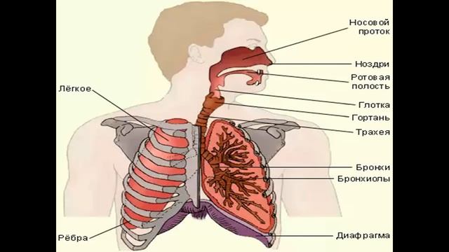 дыхание и кровообращение презентация 3 класс плешаков смотреть онлайн