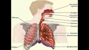 дыхание и кровообращение презентация 3 класс плешаков