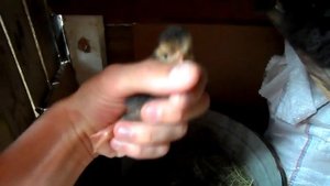 Новорожденный цыпленок под квочкой. Рождение цыпленка. Birth of a chicken