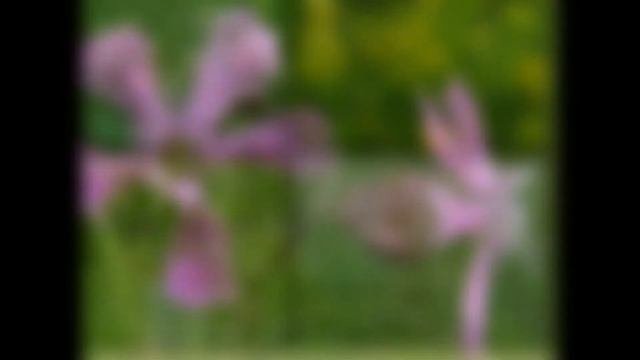 ЛИХНИС,  или  ЗОРЬКА  (LYCHNIS)  сем. Гвоздичные